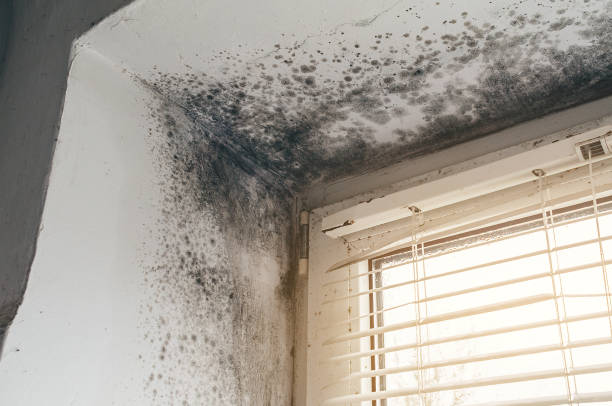 Trusted Mold Inspection service in Paeonian Springs, VA - Cheap Mold Removal